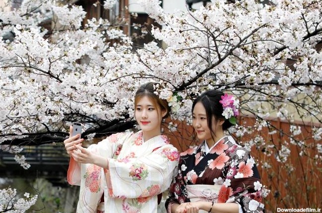 تصاویر : جشن شکوفه های گیلاس در ژاپن | سایت انتخاب