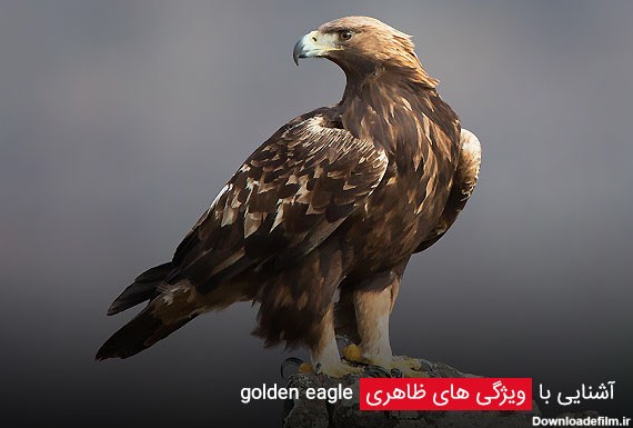 آشنایی با ویژگی های ظاهری golden eagle - چیکن دیوایس
