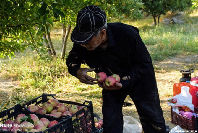 تصاویر: برداشت سیب از باغات «کاکارضا» لرستان