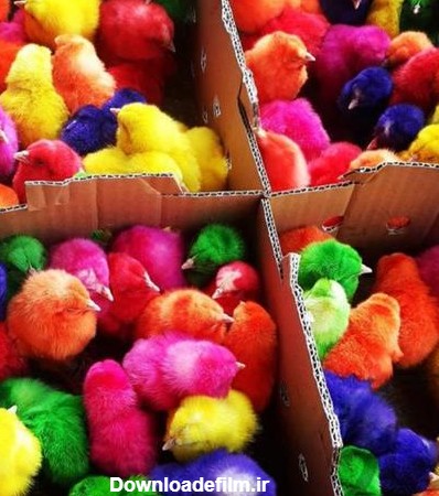 فروش جوجه رنگی ، اردک ،فروش جوجه مرغ محلی گلپایگان - 1