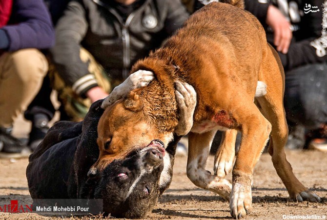 دستگیری برگزارکنندگان مسابقه «جنگ‌ سگ‌ها» +فیلم - مشرق نیوز