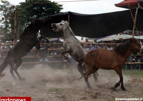 نبرد خونین اسب‌ ها در فیلیپین (+عکس)