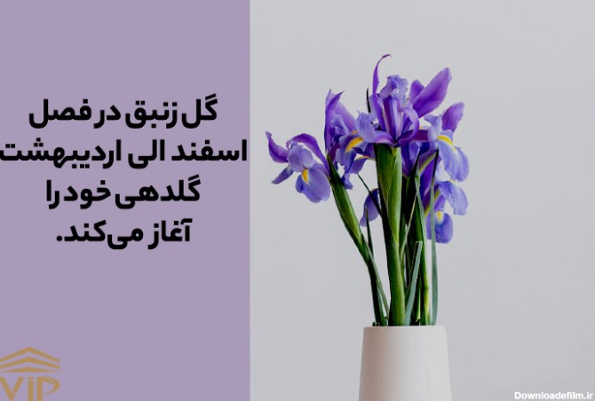 تاریخچه و مشخصات گل زنبق