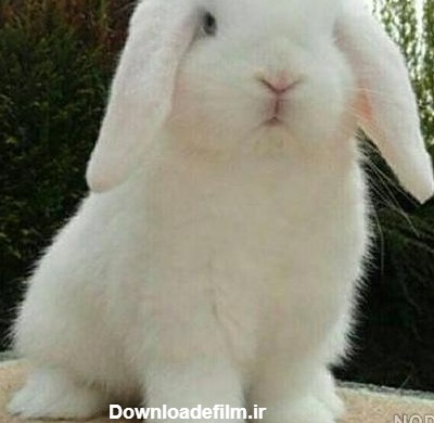 عکس خرگوش سفید سفید
