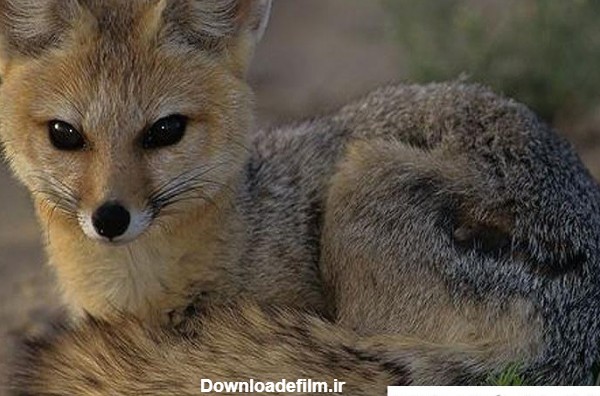 عکس شاه روباه ایرانی ❤️ [ بهترین تصاویر ]