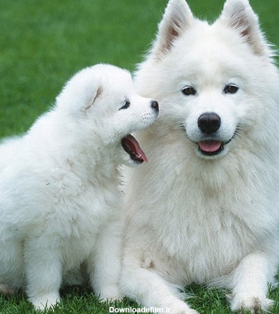 عکس سگ و توله سگ پشمالوی سفید