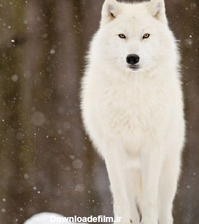 عکس یک گرگ سفید