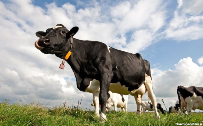 چگونه این گاو سالی ۱۸ تن شیر می‌دهد؟