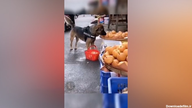 فیلم| سیب خریدن سگ از میوه فروشی!