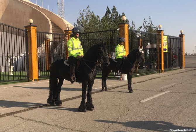 فیلم | این اسب غول پیکر هلندی ۵ هزار یورویی در ورزشگاه آزادی