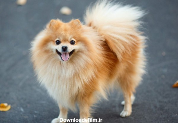 عکس سگ اشپیتز و خصوصیات جالب این حیوان