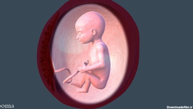 عکس جنین در ماه پنجم بارداری - سلامت بانوان اوما