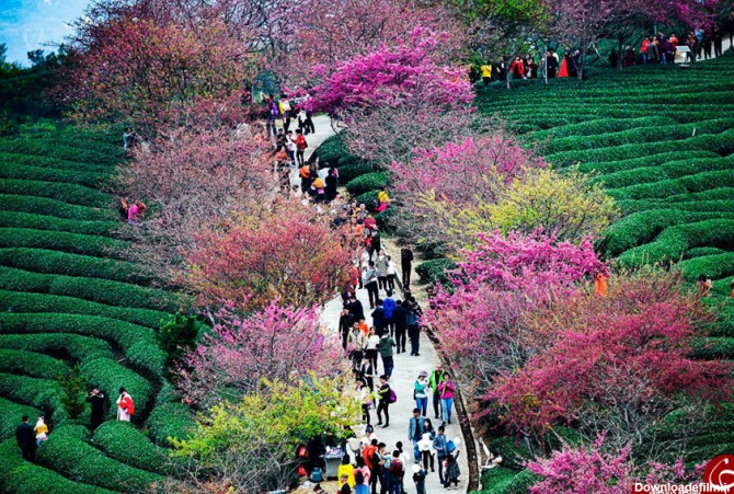 بهاری رویایی با شکوفه های گیلاس ژاپن +تصاویر