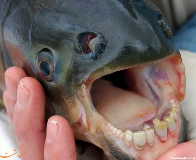 تنها ماهی جهان با دندان هایی شبیه به انسان!