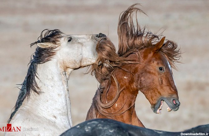 نبرد دو اسب وحشی