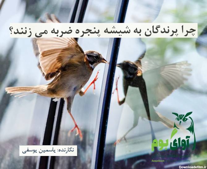 چرا پرندگان به شیشه پنجره ضربه می زنند؟ – انجمن حفاظت ...