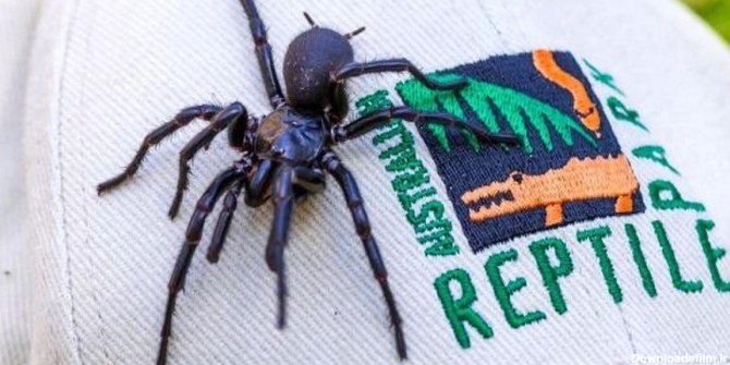 کشف بزرگترین عنکبوت سمی جهان در استرالیا (+عکس) | عصر ترکیه