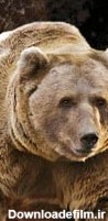 آشنایی با خرس قهوه‌ای ایران - همشهری آنلاین