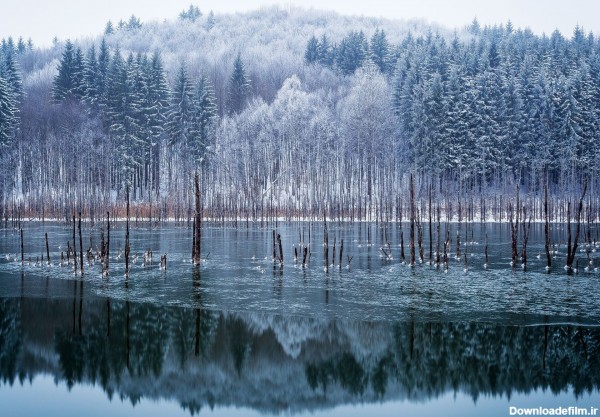عکس زیبای یک روز برفی در جنگل | عکس روز نشنال جئوگرافیک - خبرآنلاین
