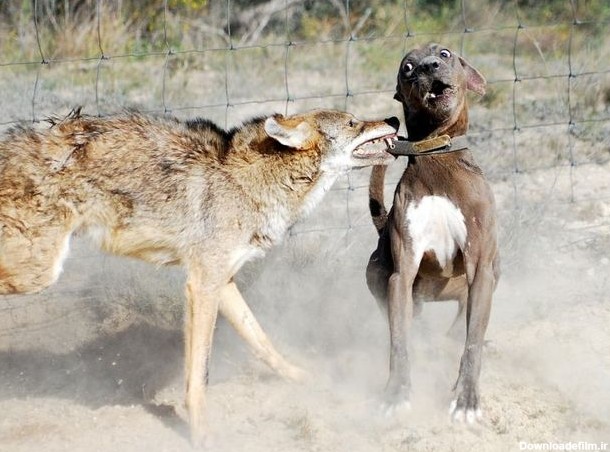 عکس/ وحشت سگ از گرگ