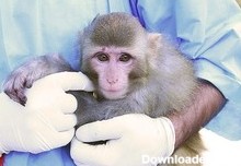 وضعیت سلامت بچه میمونهای فضایی/ فضا چه تأثیری روی بچه میمون ...
