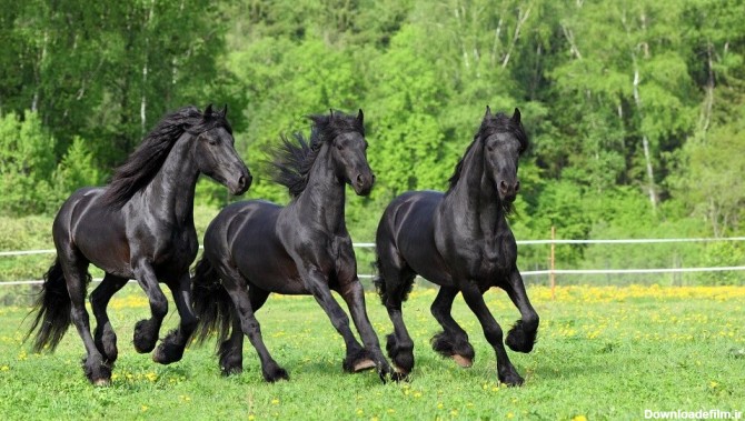 زیباترین اسب جهان؛ این اسب از افسانه ها آمده است/عکس - خبرآنلاین