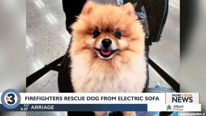 نجات سگ پشمالو از دل یک کاناپه برقی/ عکس - خبرآنلاین