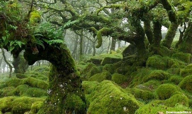 فانتزی‌ترین جنگل های جهان + تصاویر