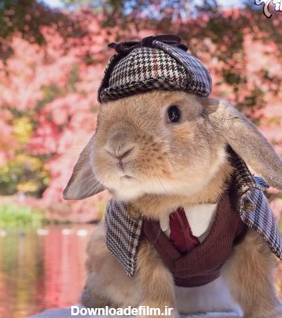 عکس خوشگل ترین خرگوش جهان
