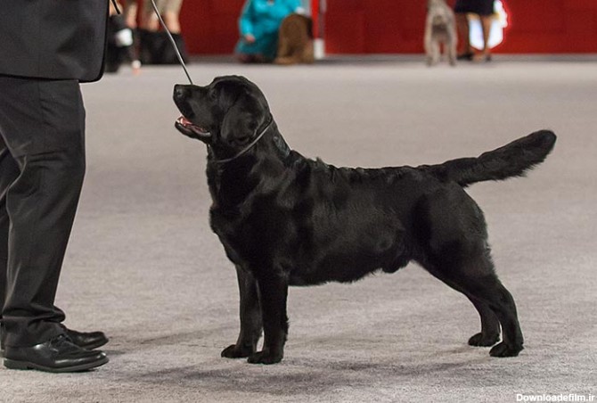 مشخصات کامل، قیمت و خرید نژاد سگ لابرادور رتریور (Labrador ...