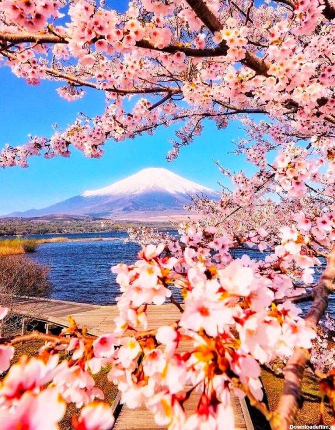 سفر به ژاپن در فصل شکوفه های گیلاس - کجارو