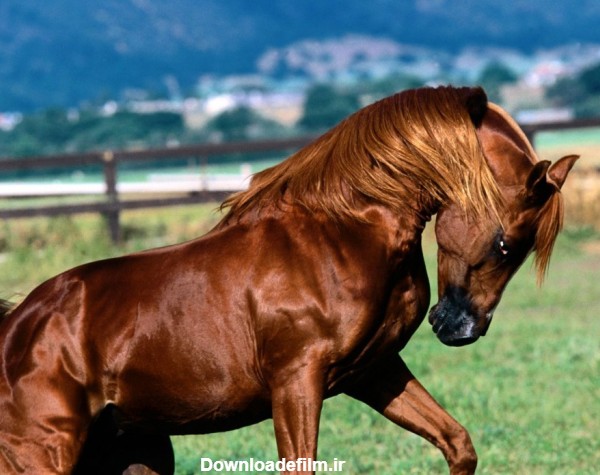 گالری عکس اسب های شگفت انگیز و زیبا تصاویر اسب های جذاب (2)