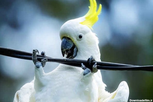 طوطی های کاکل زرد دشمنان اصلی اینترنت استرالیا