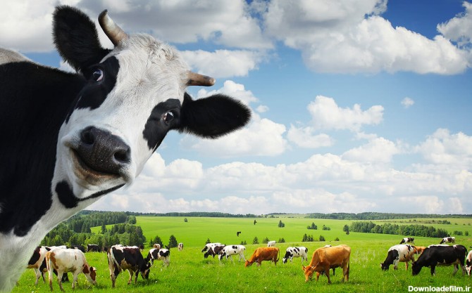 عکس دوربری رایگان گاو در مزرعه - png رایگان گاو در مزرعهسنتر گراف