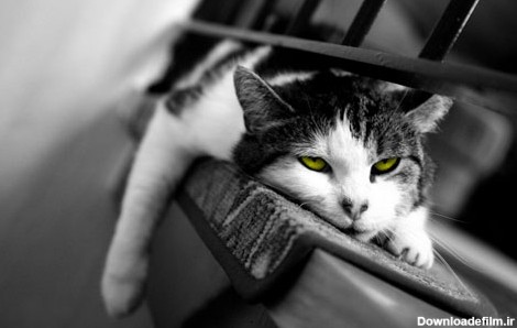 تابلو سیاه و سفید گربه خسته - مبین چاپ