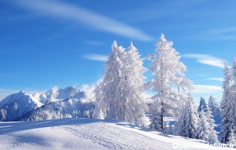 عکس روز برفی و درخت سفید