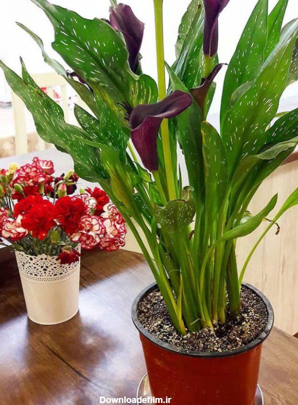 گل های آپارتمانی زیبا: 10 گل محبوب و دوست‌داشتنی برای تزئین خانه شما