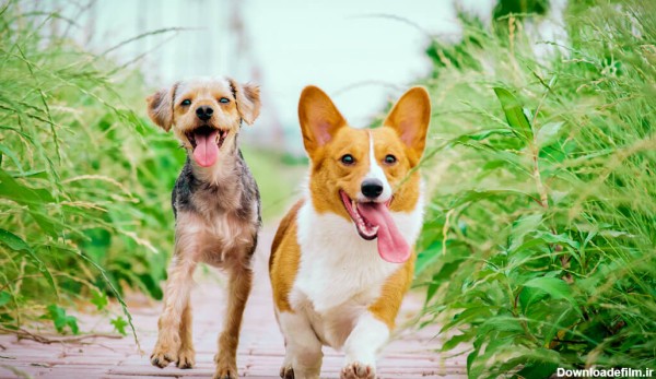 10 نژاد برتر سگ آپارتمان و بهترین انواع سگ خانگی و نژاد سگ های کوچک