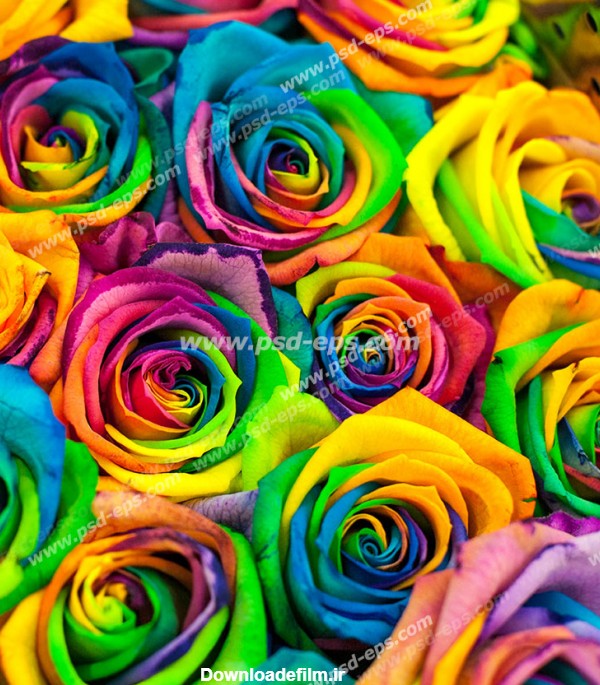عکس با کیفیت تبلیغاتی گل های رز رنگارنگ - لایه باز طرح آماده psd - eps