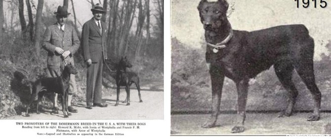 تاریخ نژاد سگ دوبرمن