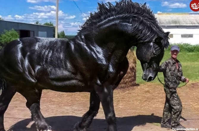 ویدئو) قوی ترین اسب های جهان؛ قدرت این اسب ها شما را حیرت زده می ...