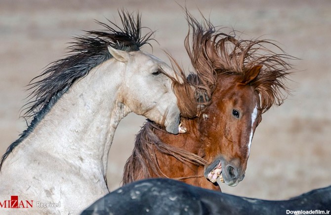 نبرد دو اسب وحشی