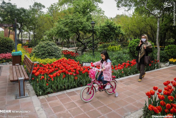 مشرق نیوز - عکس/ رویش گل‌های لاله در باغ ایرانی