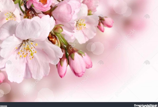 پس زمینه گل بهار با شکوفه های صورتی 1286086