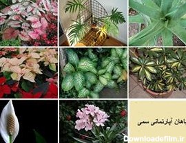 آشنایی با گیاهان آپارتمانی سمی - فوت و فن های باغبانی | سایت گل و ...