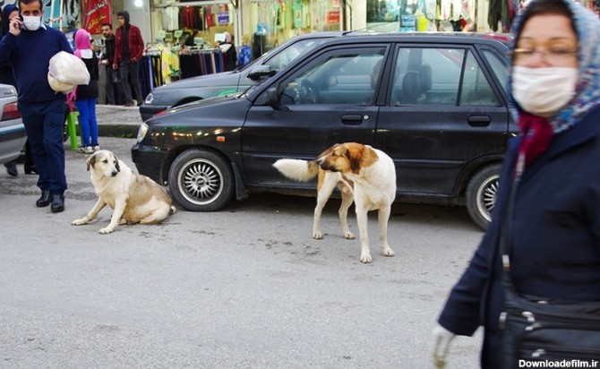 فرارو | (تصاویر) سگ‌های ولگرد در بازار چالوس