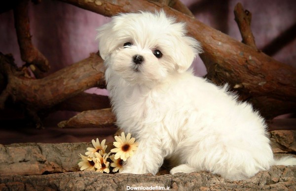 عکس سگ خوشگل پشمالو برای پروفایل واتساپ