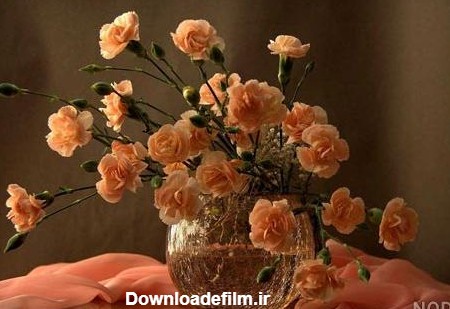عکس گل و گلدان - عکس نودی