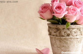 زیباترین گل های رز صورتی pink rose flowers on pot