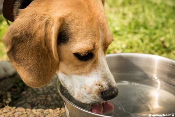 سگ در حال نوشیدن آب مورد نیاز بدنش